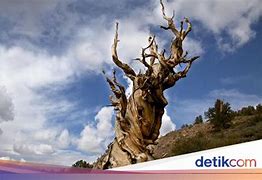 Pohon Tertua Di Dunia Dari Negara Mana